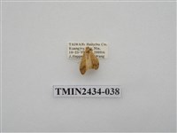 藏品(雙線苔蛾)的圖片